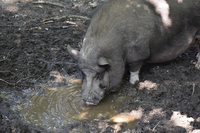 许多绿道凭 许多绿道凭