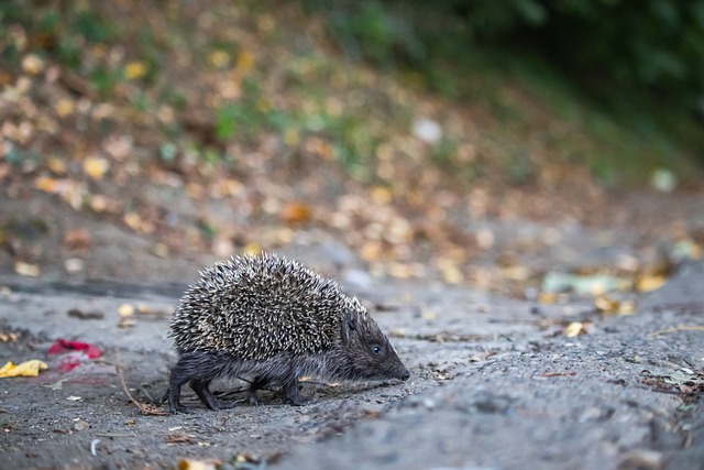 个绝佳的机 个绝佳的机